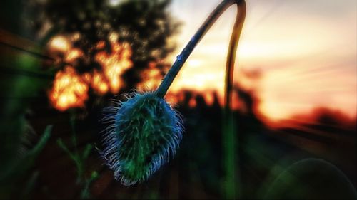 Close-up of dandelion flower against sky during sunset