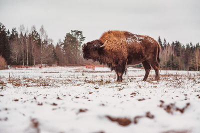 View of horse on snow covered land