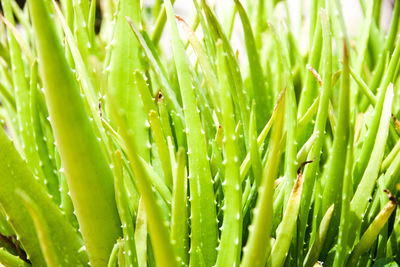 Full frame shot of green plants