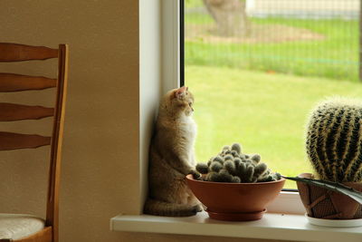 Close-up of ginger cat sitting by cactus potted plant on window sill