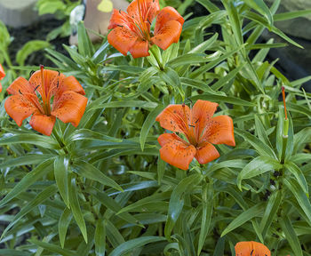 Close-up of orange flowers