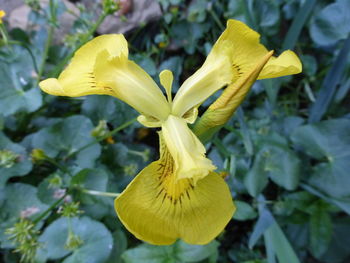 Close-up of yellow flower blooming outdoors