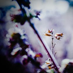 Close-up of bee on flower