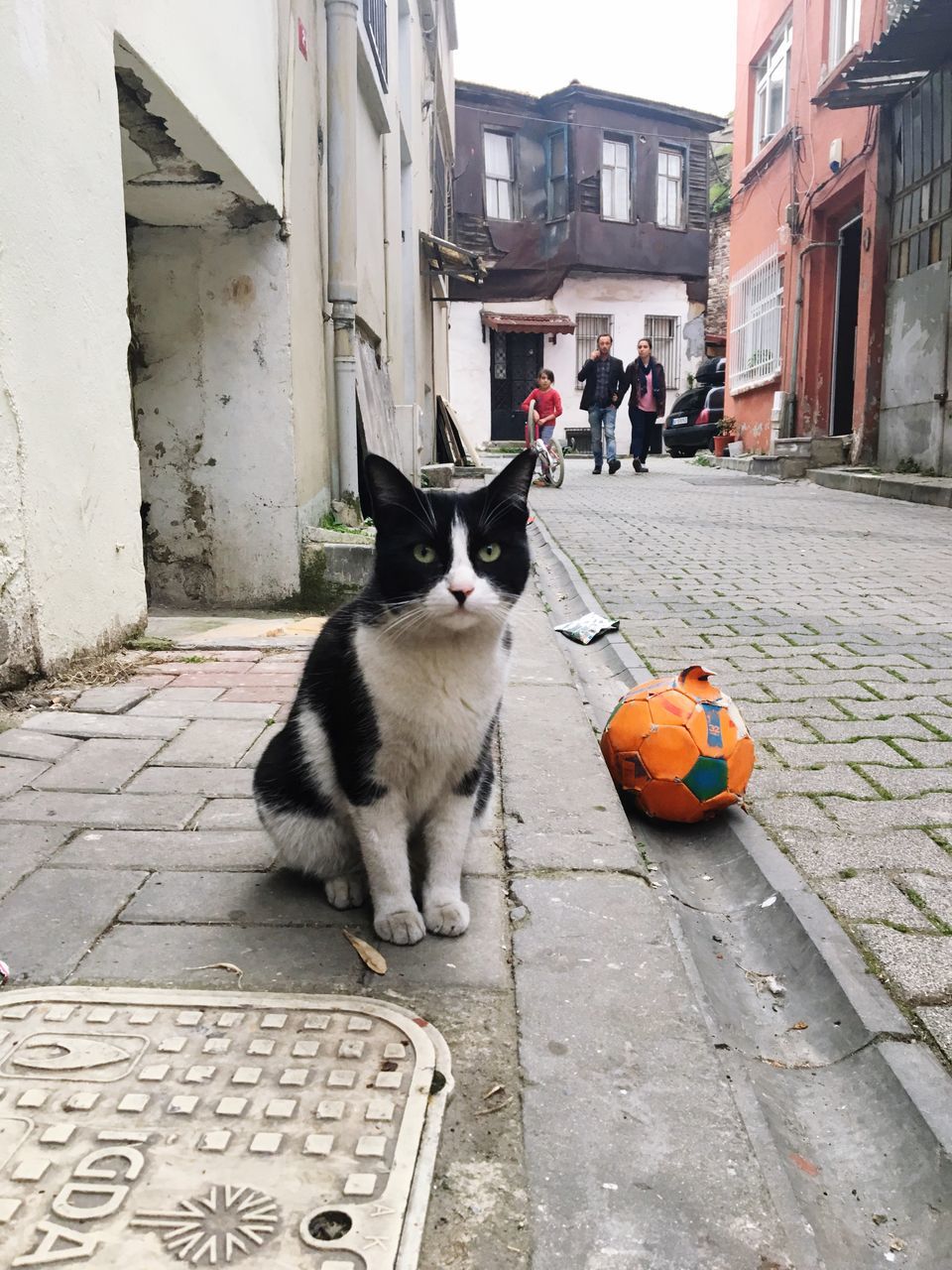 domestic cat, one animal, animal themes, pets, feline, domestic animals, mammal, building exterior, cat, outdoors, sitting, street, architecture, built structure, day, pumpkin, no people, halloween