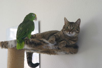 Portrait of cat on wall