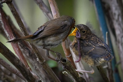 Close-up of birds perching on branch