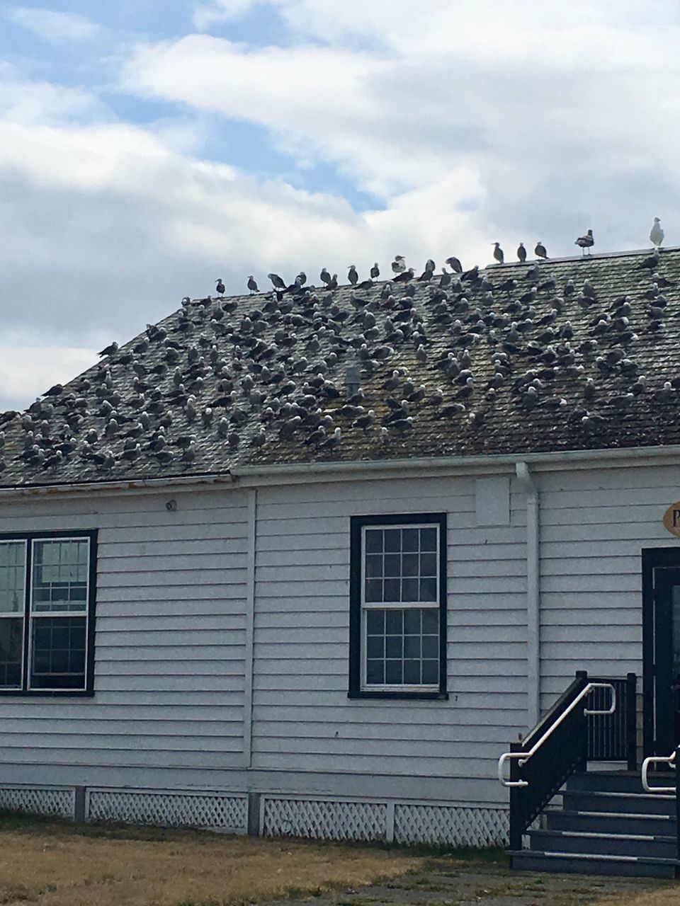 built structure, architecture, sky, building exterior, cloud - sky, roof, window, building, no people, day, house, residential district, nature, outdoors, animal, animal themes, vertebrate, low angle view, bird, roof tile