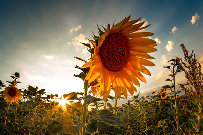 Sunflowers blooming on field against sky during sunset