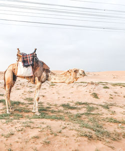 Saudi arabia desert
