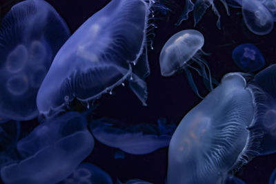 Close-up of jellyfish swimming in sea