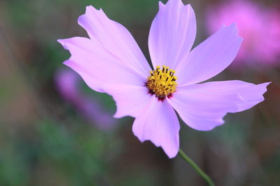 Close-up of cosmos flower