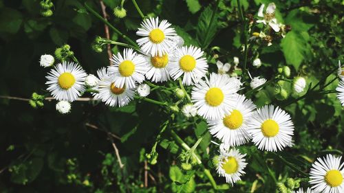 Close-up of white daisy flowers
