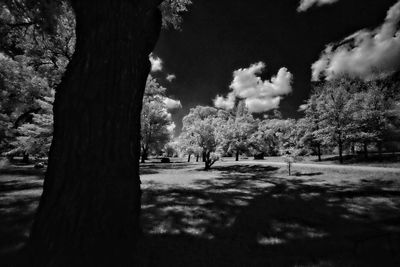 Trees on field against sky