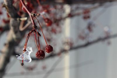 Close-up of fruits hanging on tree