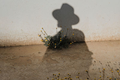 Bloom - flowers sprout from a man's shadow cast on a wall symbolizing growth.