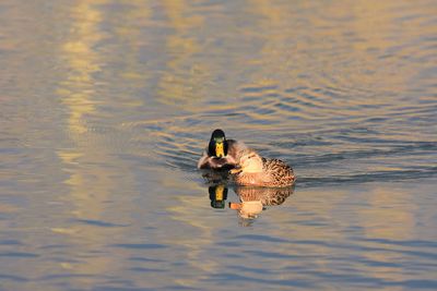 View of mallard ducks swimming in lake