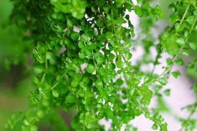 Close-up of raindrops on plant