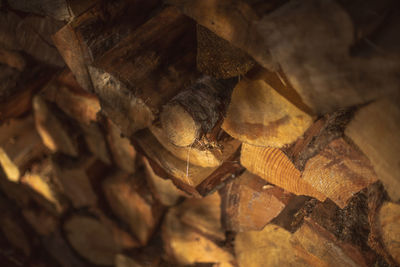 Full frame shot of logs in forest