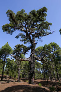 Low angle view of trees against sky