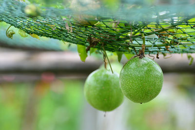 Close-up of fruits hanging on tree