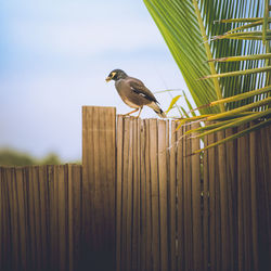 Bird perching on a wooden fence