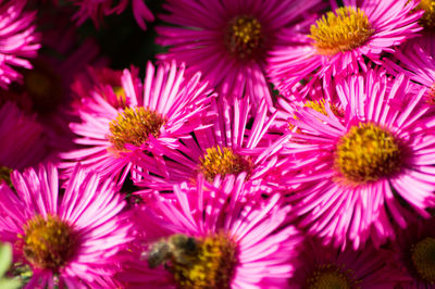 Close-up of pink daisy flowers