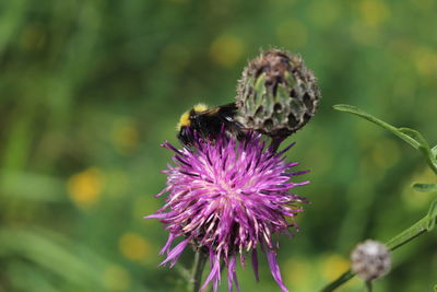 Close-up of honey bee on thistle