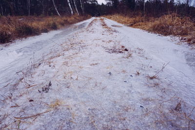 Road in forest during winter