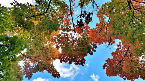Low angle view of trees against sky during autumn