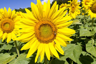 Close-up of yellow sunflower