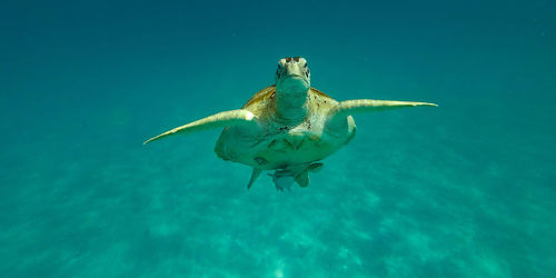 Turtle swimming in sea