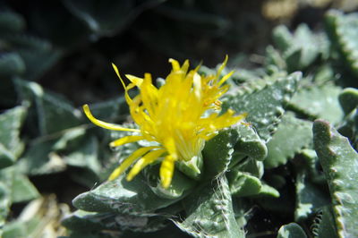 Close-up of yellow flower