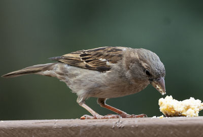 Close-up of bird eating food