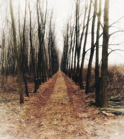 Dirt road amidst trees in forest