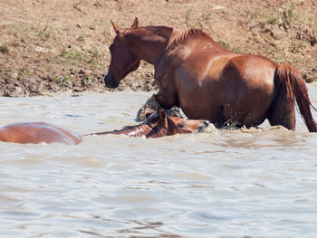 Horses standing in lake