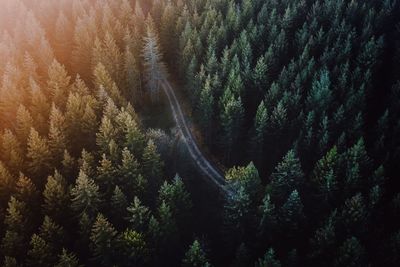 Pine trees in forest