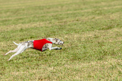 Whippet dog