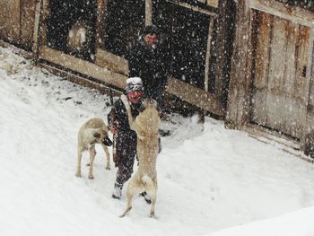 High angle view of men with dogs during snowfall