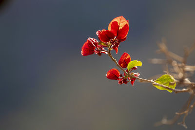 Close-up of red flowering plant