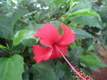 Close-up of pink flower blooming outdoors