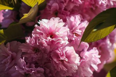 Close-up of pink flowering plant