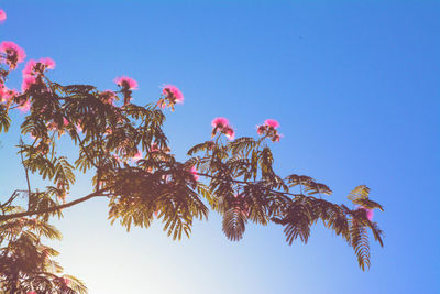 Low angle view of flower tree against clear blue sky