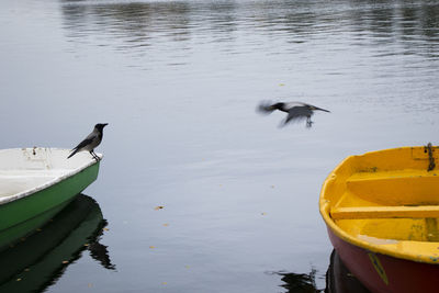 Crow in the nature, near water