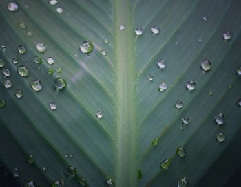 Full frame shot of raindrops on wet leaves