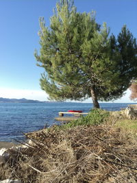 Trees by sea against clear sky