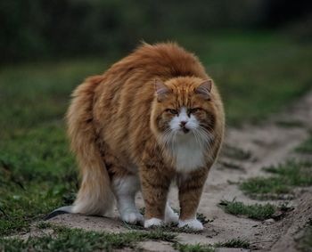 Portrait of a cat on field