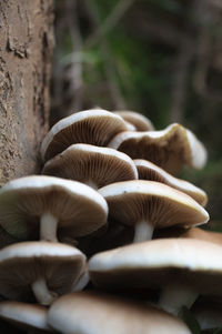 Close-up of mushrooms