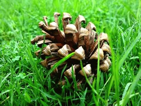 grass, green color, nature, mushroom, growth, field, no people, close-up, fungus, outdoors, beauty in nature, day, toadstool, freshness, fly agaric