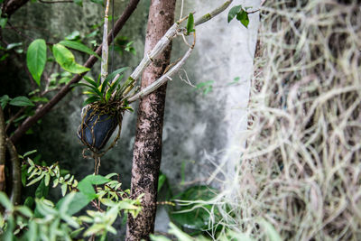 Plants growing by tree