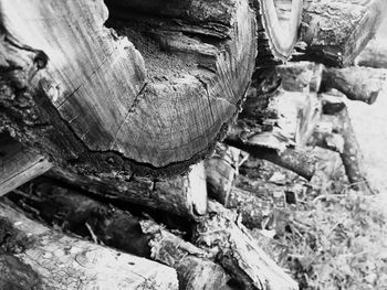 Stack of logs
